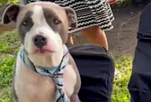 Il suo migliore amico è volato sul ponte, così questo cane gli rende omaggio e lo saluta piangendo