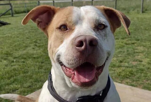 Cane salva la vita a un cucciolo ferito con una donazione di sangue prima di essere adottato