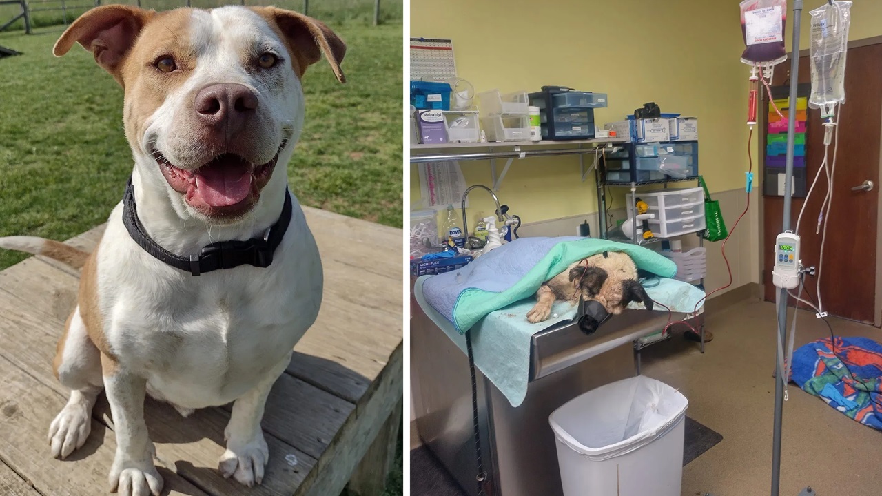 Cane sul lettino del veterinario