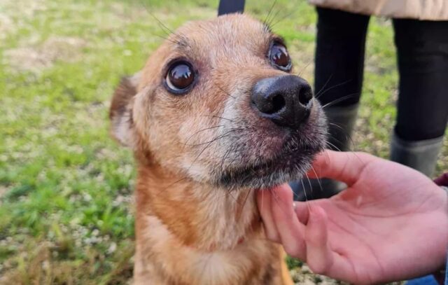 Cane salvato a Trapani, trascorre il Natale dalla famiglia adottiva nel torinese