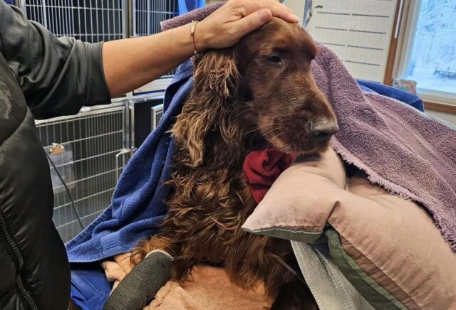 Cane salvato nel fiume ghiacciato dopo aver inseguito un cervo: ha rischiato di congelare