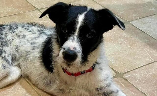 Cane salvato sui binari: il cucciolo con tre zampe è stato adottato