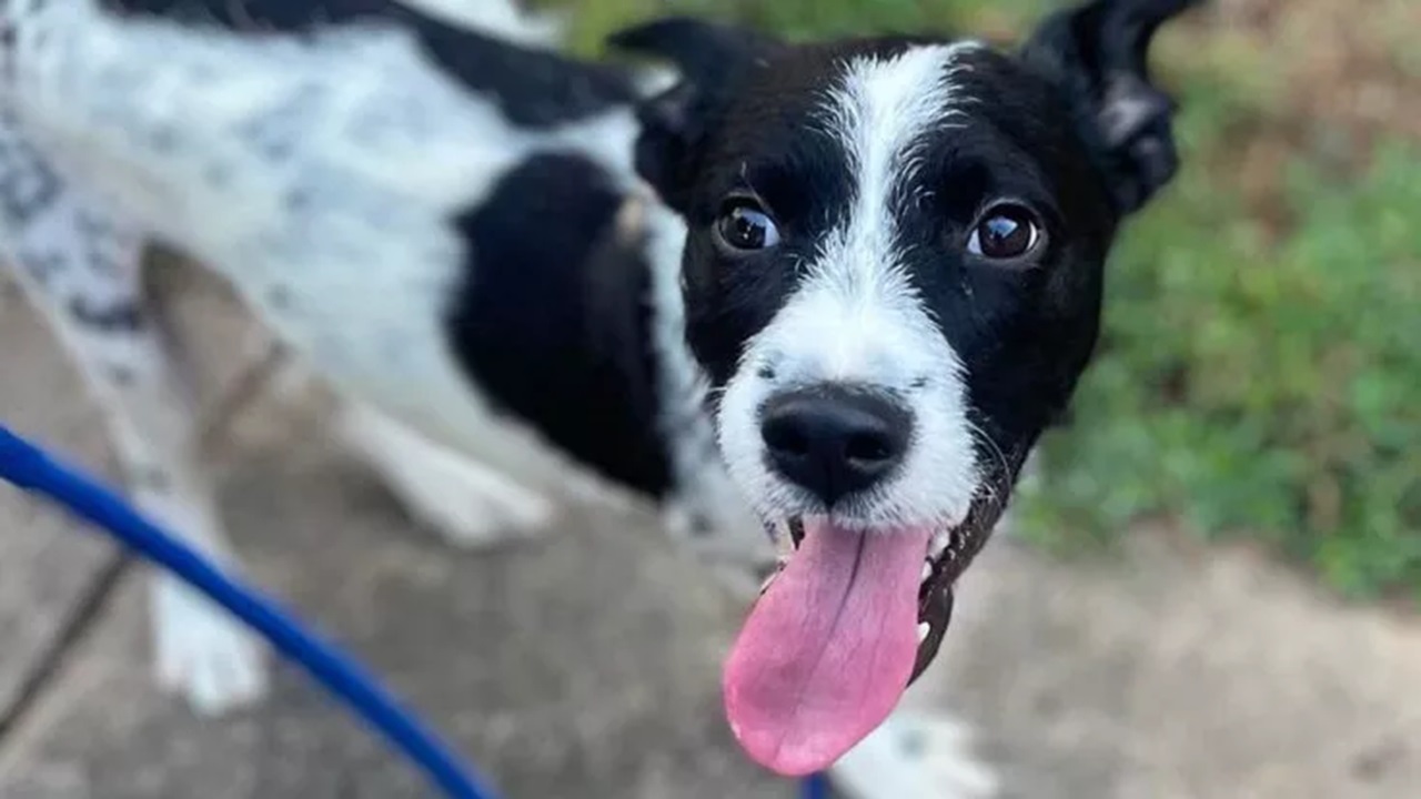 Cane bianco e nero con la lingua di fuori