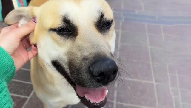 Cane scomparso a passeggio con un’altra persona: l’uomo lo aveva cercato per mesi senza successo