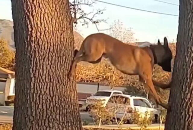 Cane si arrampica su due alberi come una scimmia: ecco cosa fa quando vede il padrone