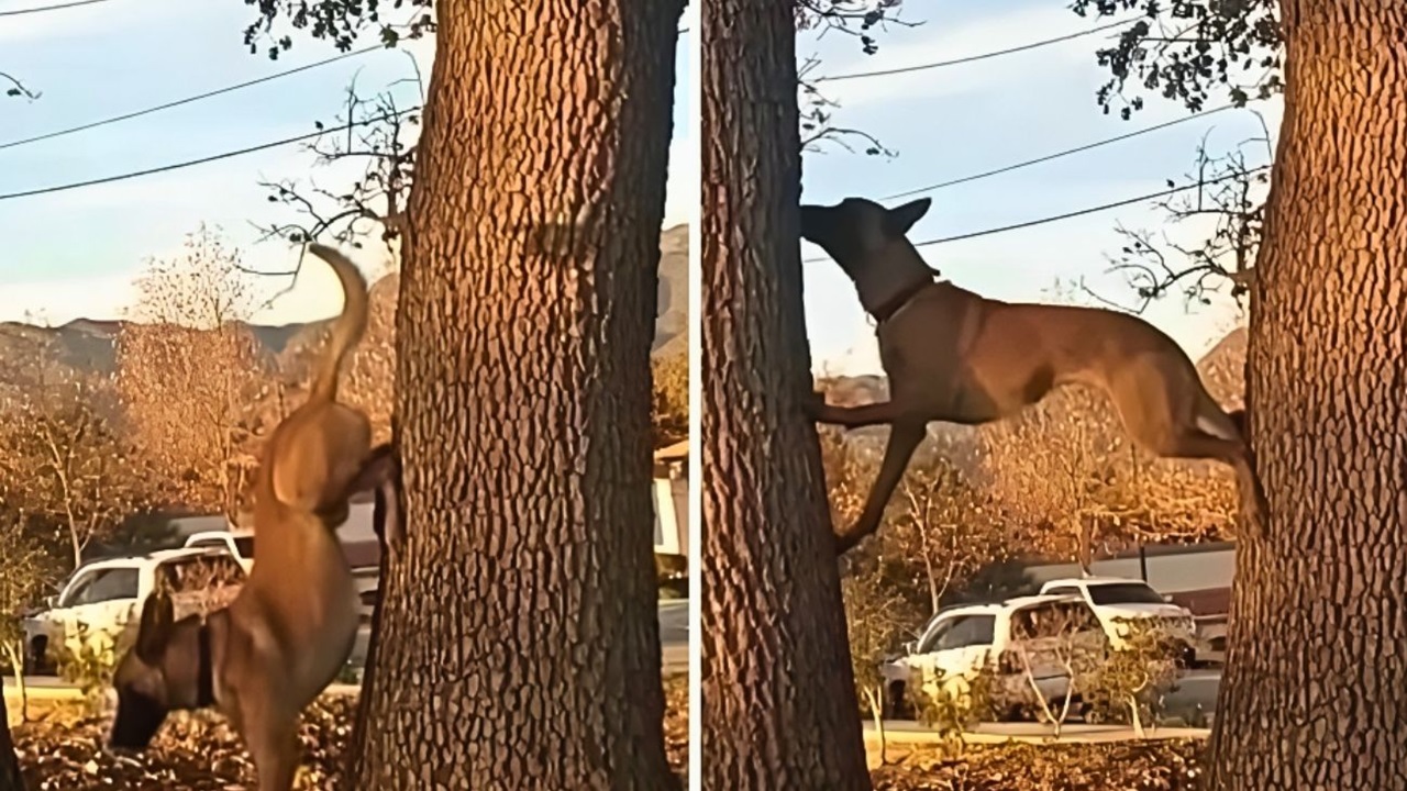 Cane si arrampica