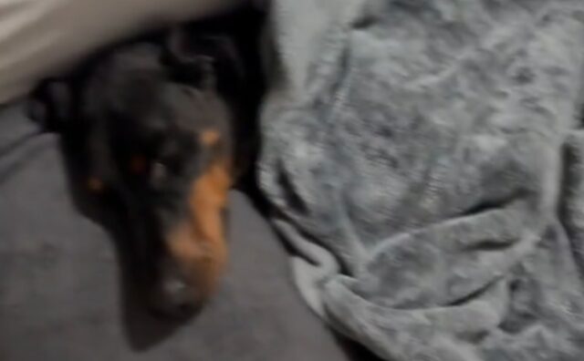 Il Dobermann si nasconde nel letto per dormire lì tutta la notte ed è adorabile come un bimbo (VIDEO)