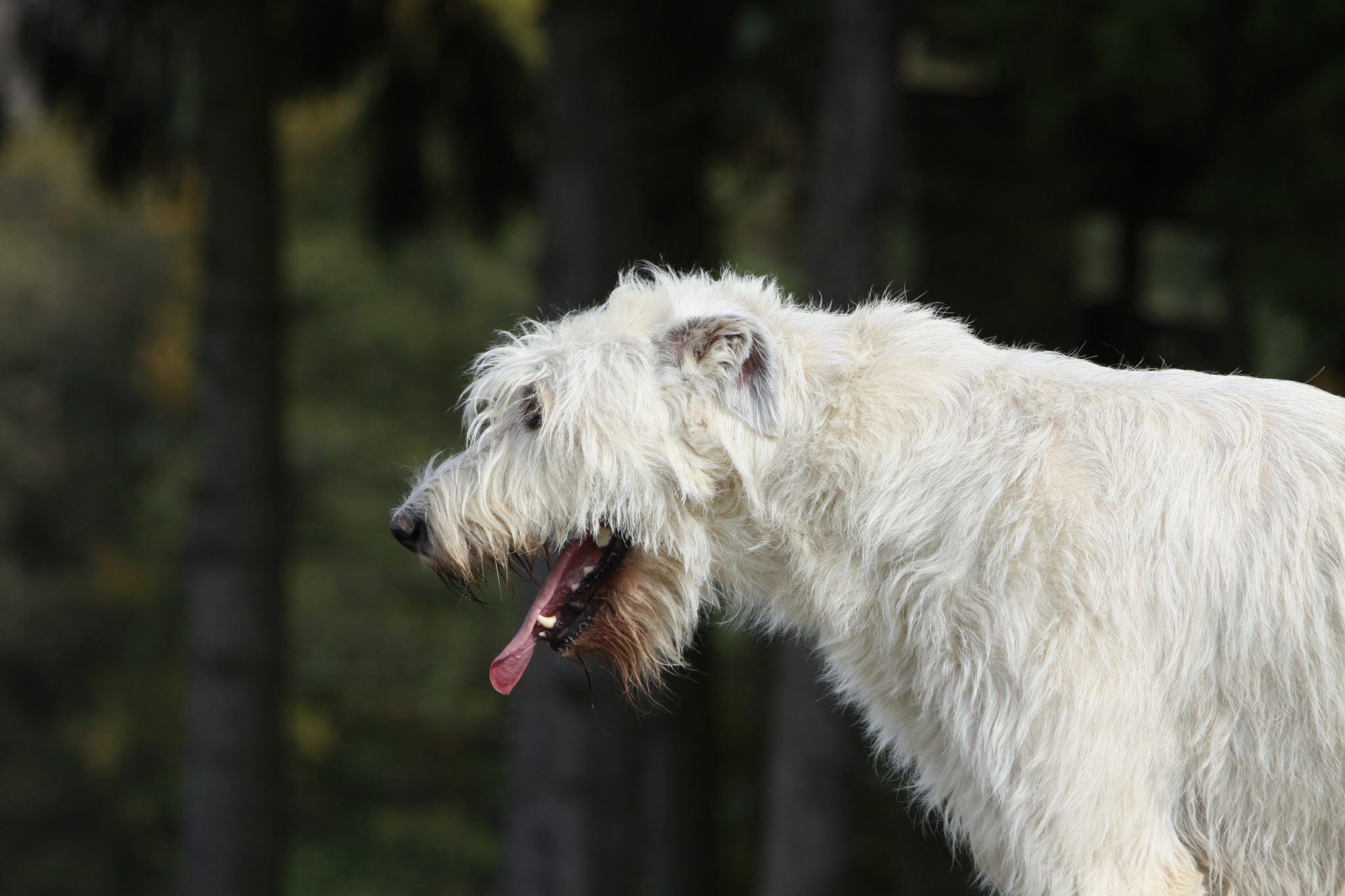 cane che ha problemi a respirare