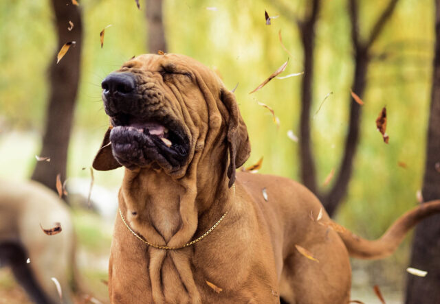 Che significa sei il cane soffia dal naso?