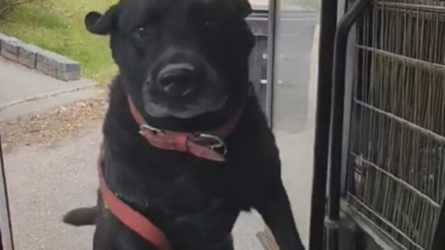 Cane sul bus speciale è così felice che va a salutare due volte l’autista prima di tornare a casa