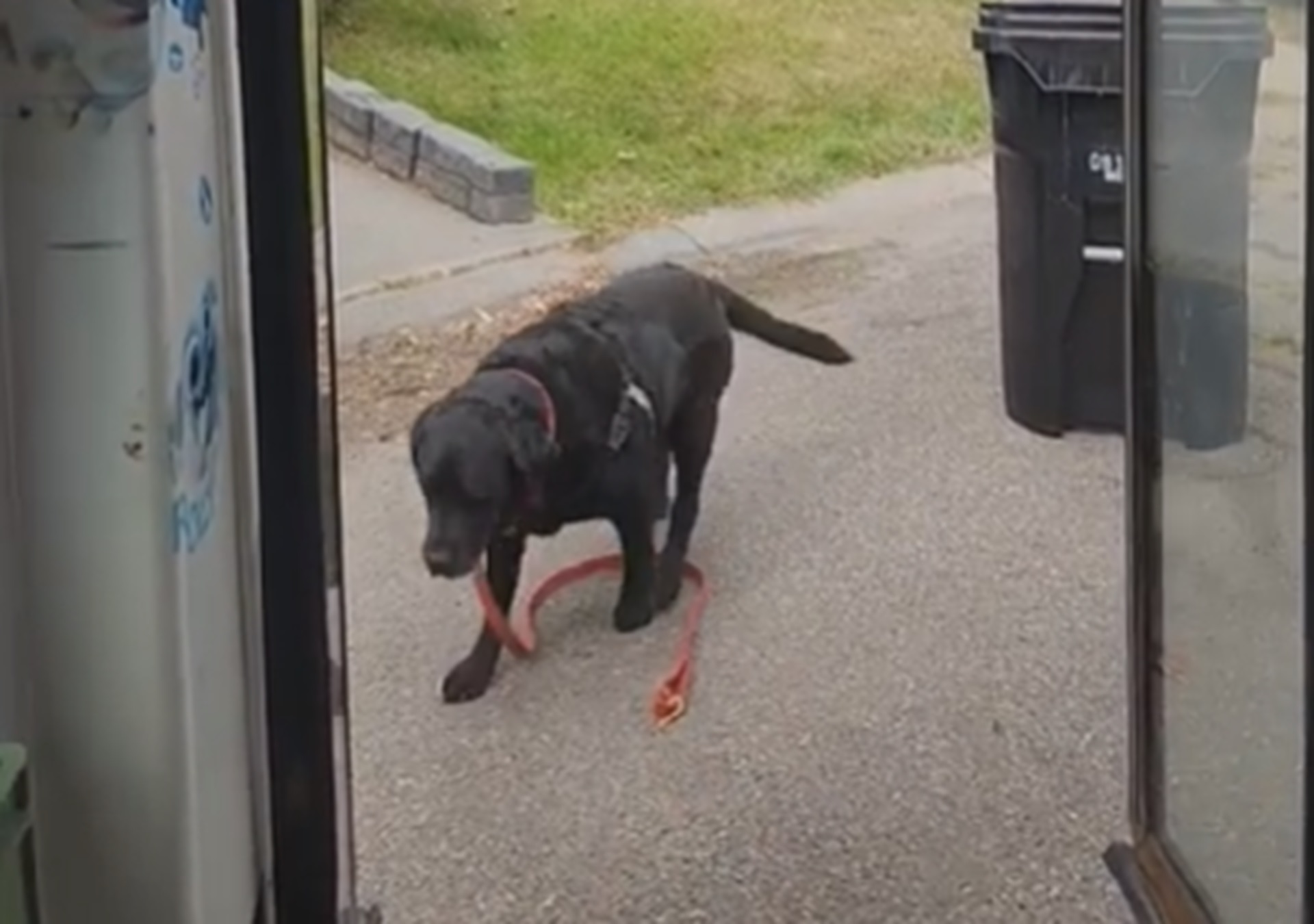 Cane sale sul bus