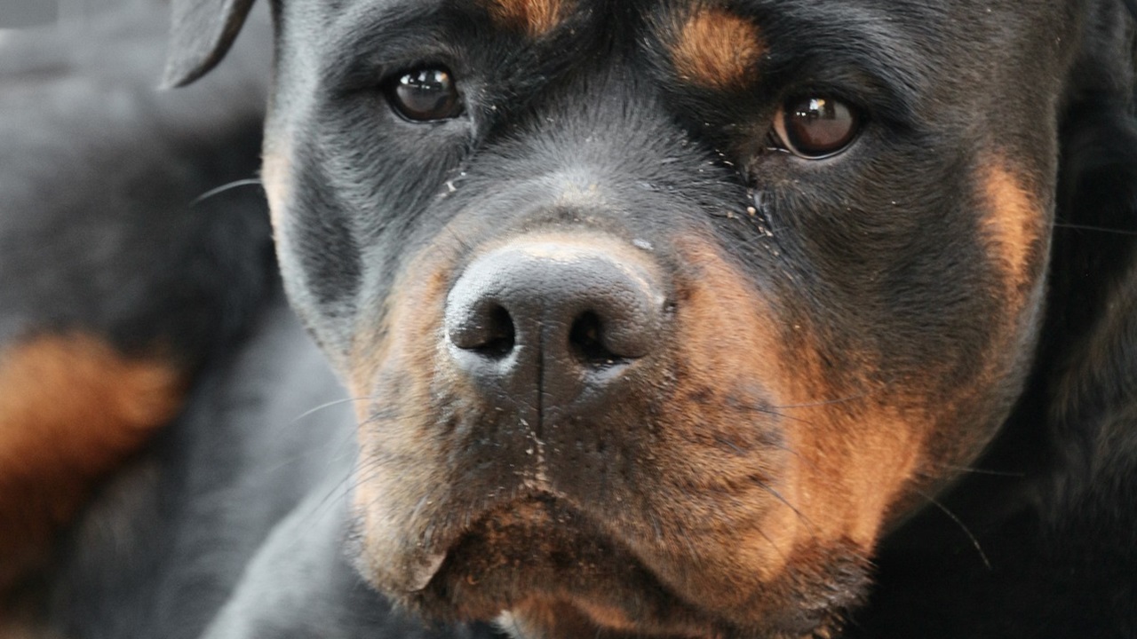 Sguardo triste del Rottweiler