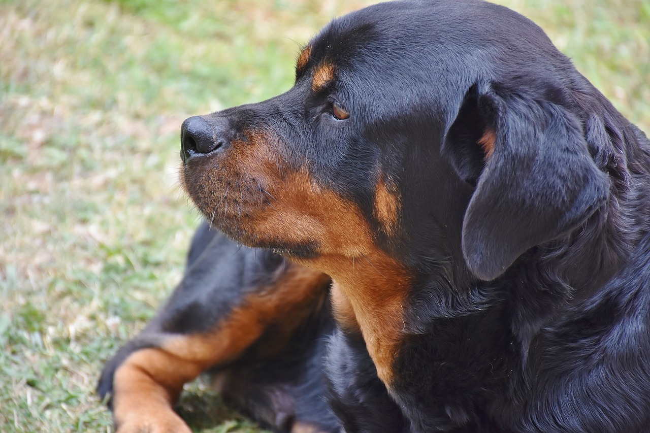 Rottweiler sul prato