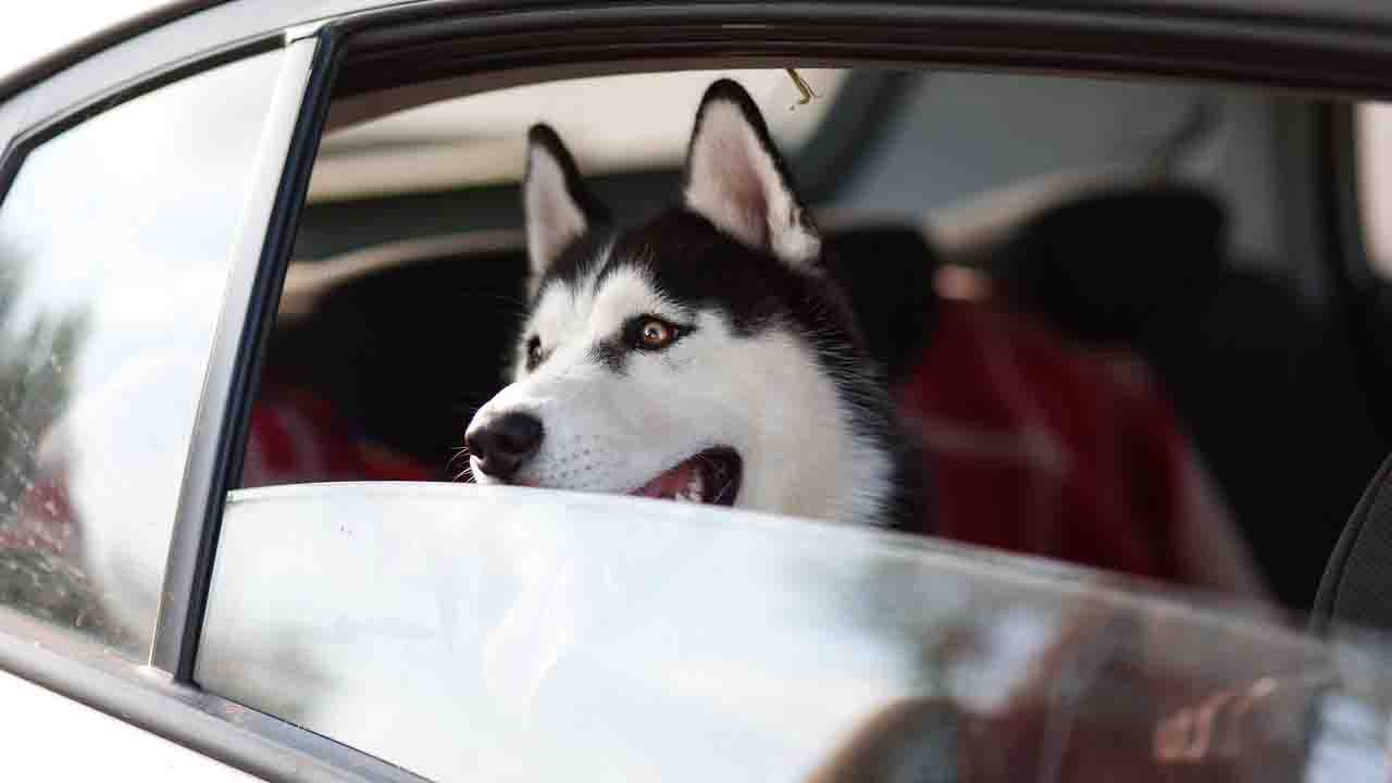 Siberian Husky in auto