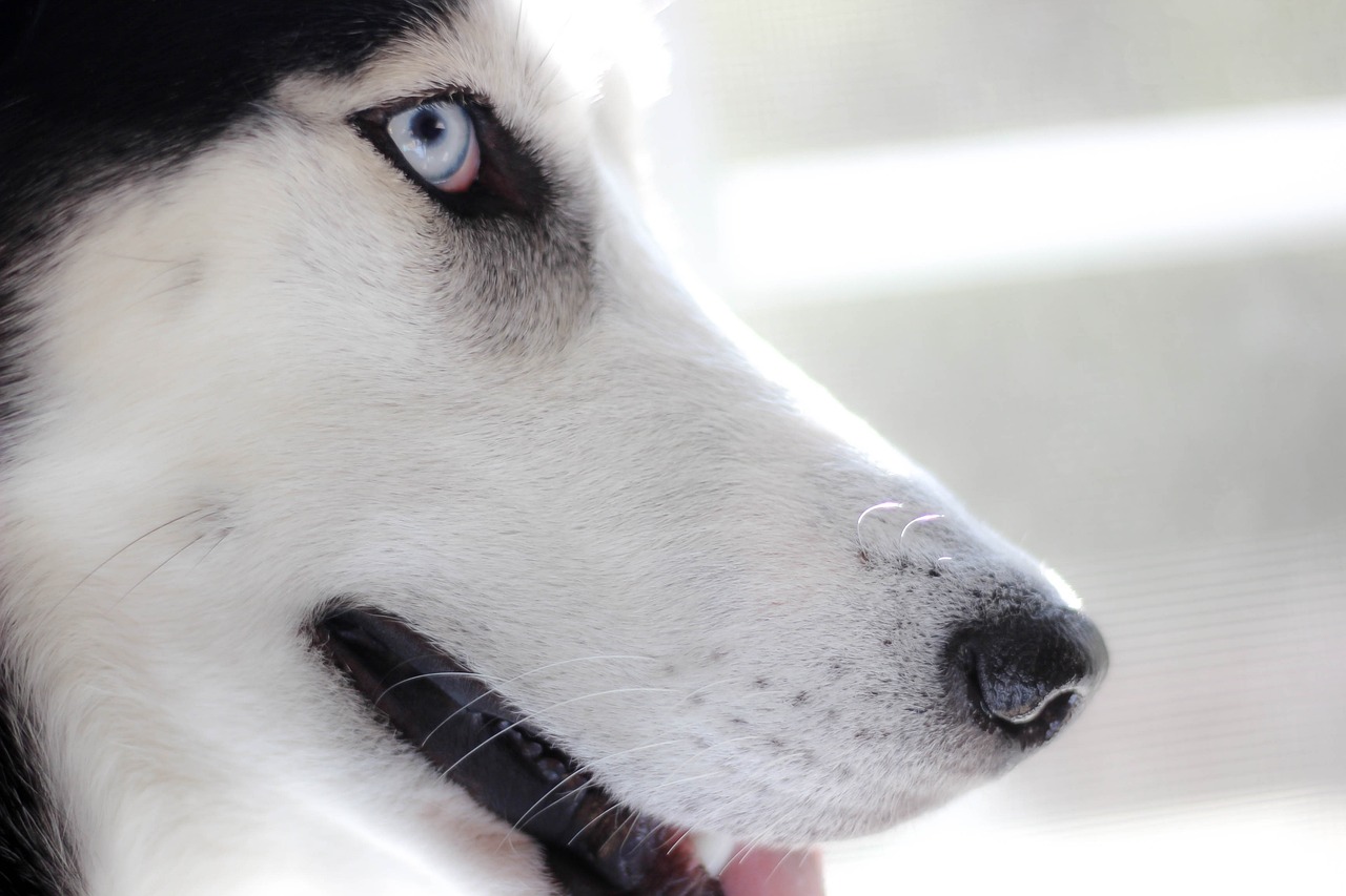 Siberian Husky bianco e nero