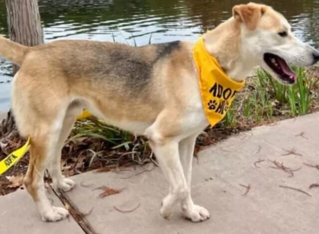 Cane trova casa a Natale, il regalo più bello dopo aver vissuto per troppo tempo in un rifugio