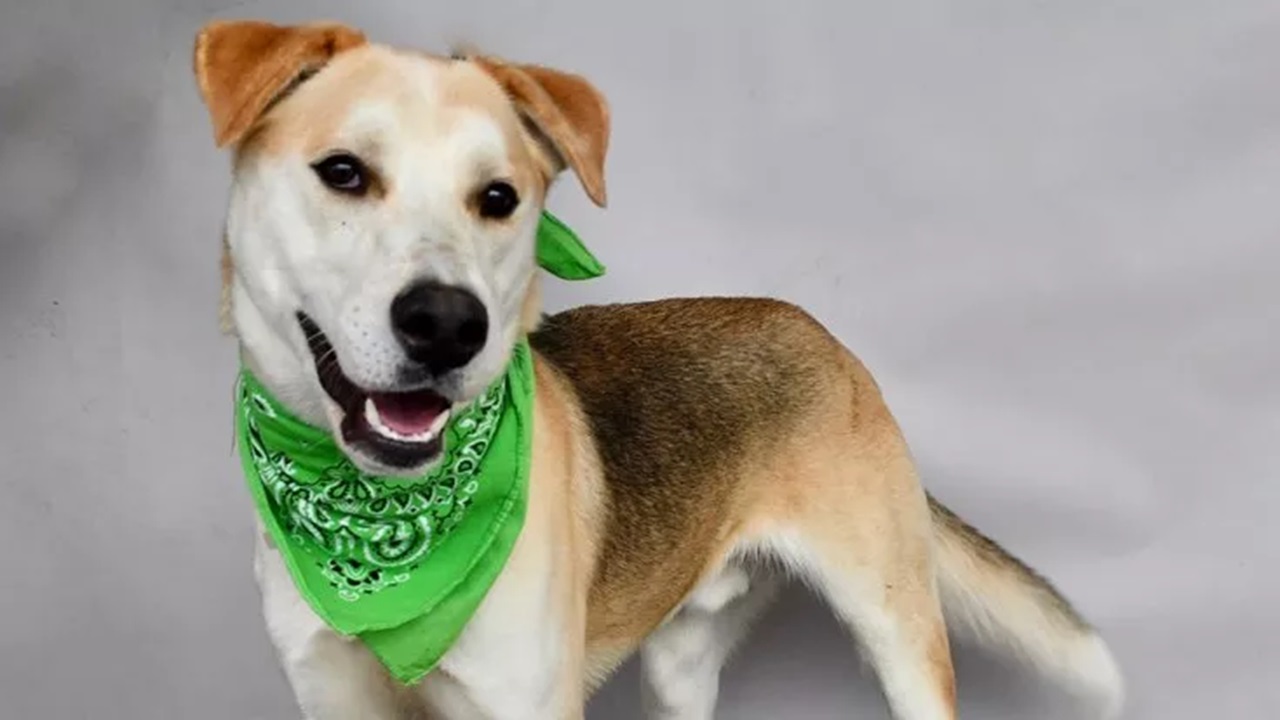 Cane con bandana verde