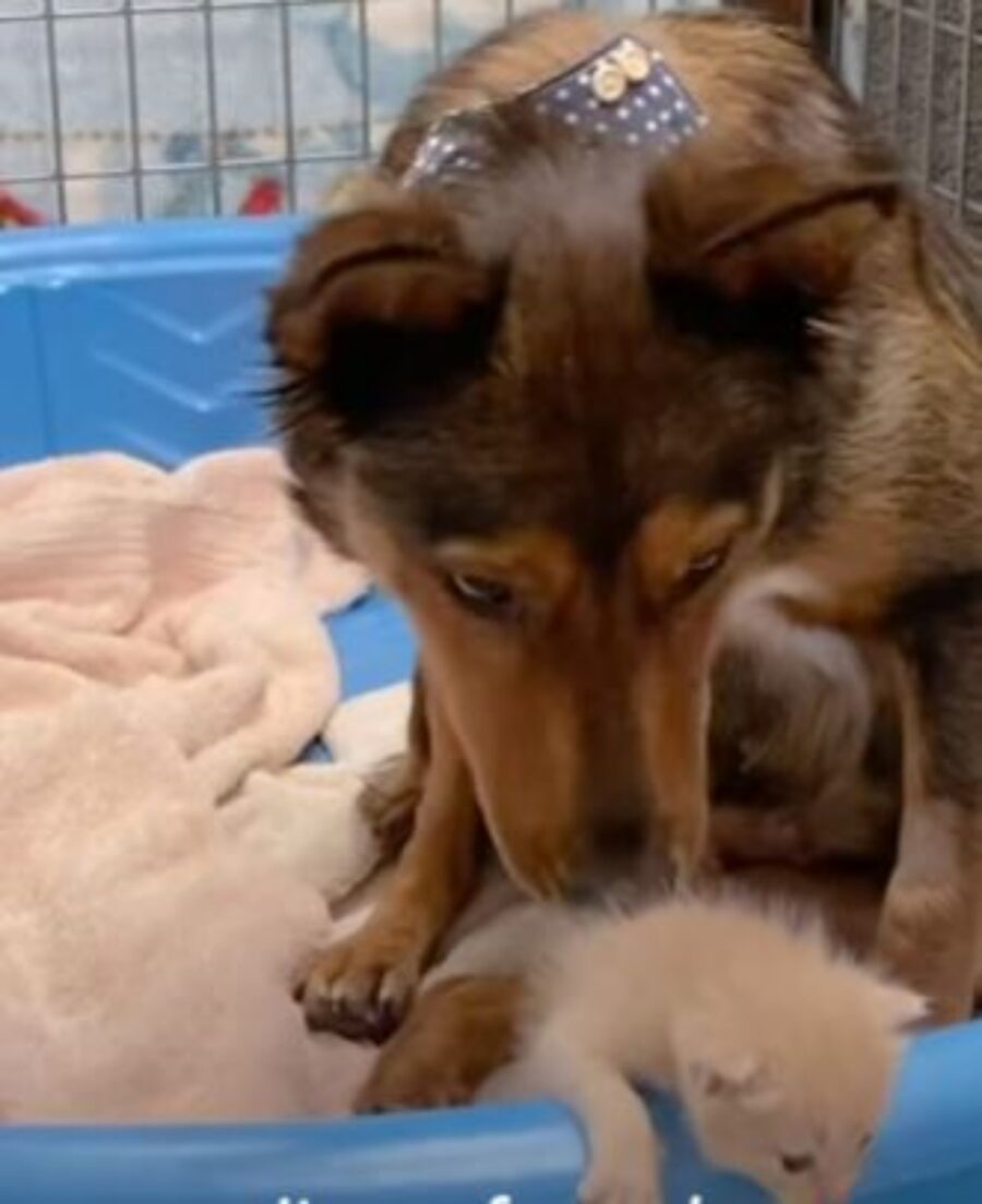 una cagnolina con un gattino