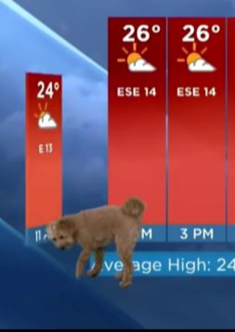 un cane nel meteo