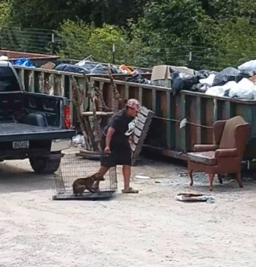 un cane in una gabbia