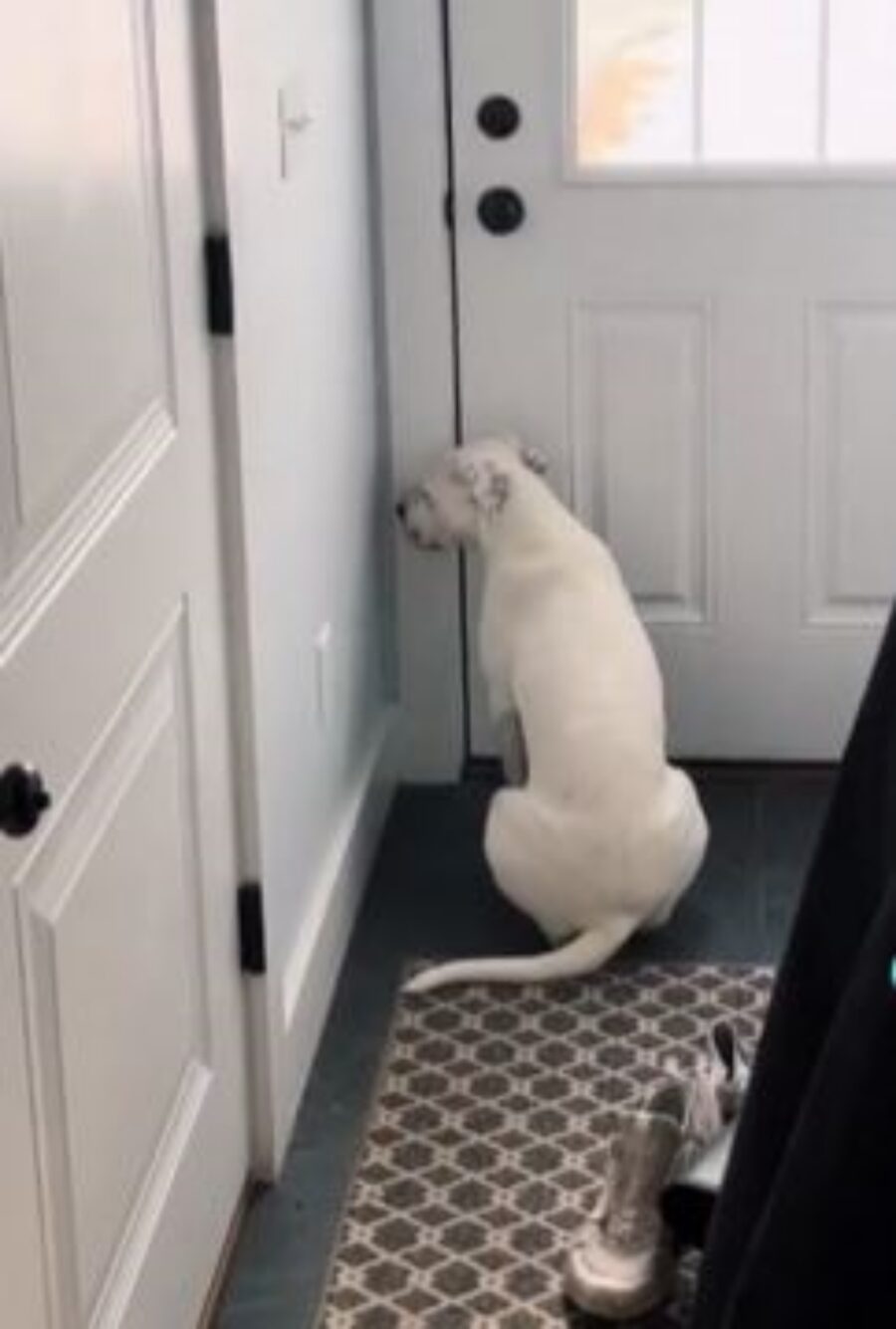 un cane seduto davanti ad una porta