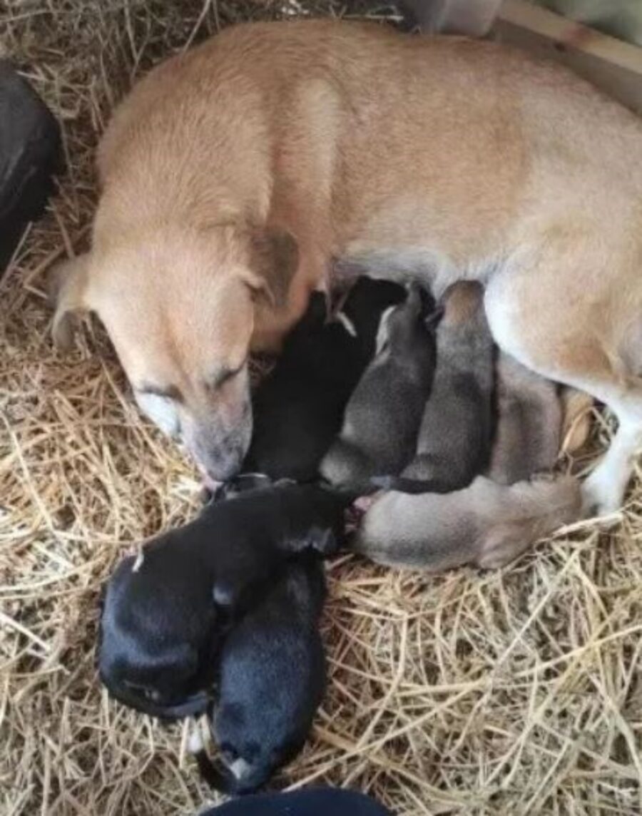 un cane con i propri cuccioli