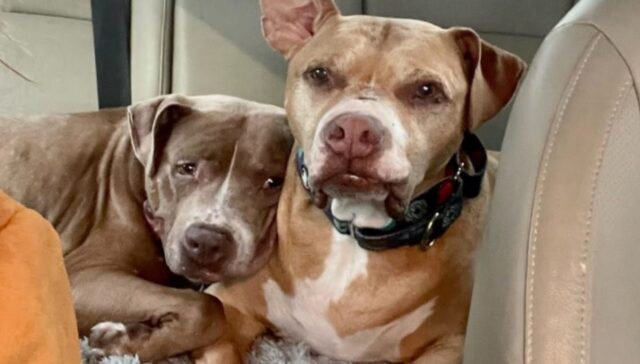 I due cani anziani cercano di supportarsi a vicenda dopo la perdita del loro fratello più grande