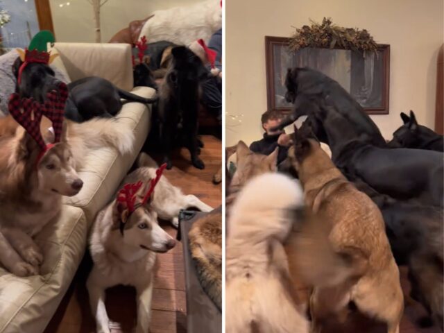 Due fratelli amanti degli animali condividono tutte le gioie di passare una serata con ben 14 cani