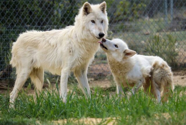 Per via della loro razza, questo gruppo di cani ha rischiato di essere soppresso e di non poter vivere una vita felice