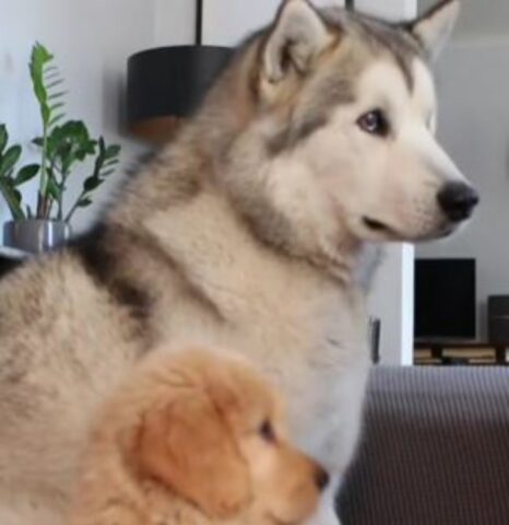 Il cucciolo di Golden Retriever copia in tutto e per tutto il fratello Malamute e lascia tutti di stucco