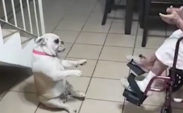 Il cagnolino non può fare a meno di danzare e scuotersi quando sente il ritmo latino della canzone della nonna (VIDEO)