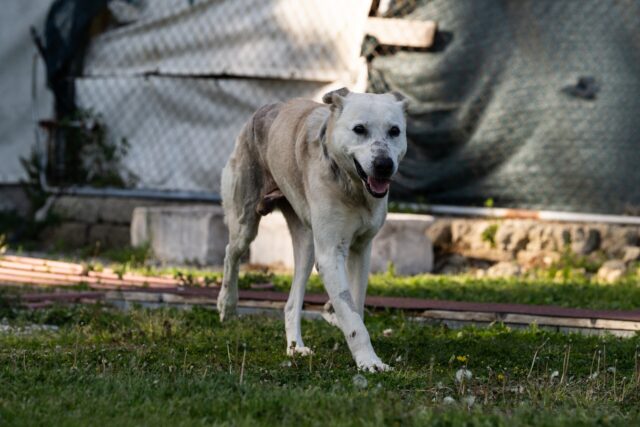 Colpevoli del maltrattamento del cane di Siracusa condannati: per la LAV la pena è ridicola