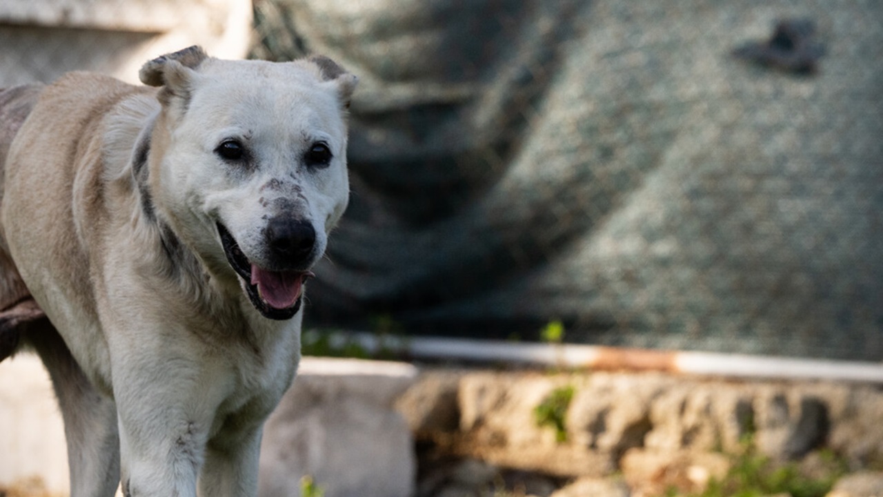 Cane bianco sofferente