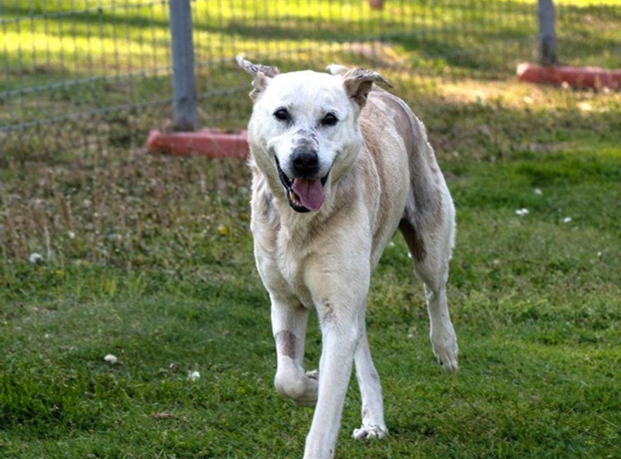 Cane cammina nel prato