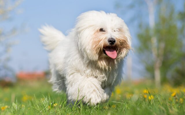 Coton de Tulear: gli aspetti più speciali di questo cane da compagnia