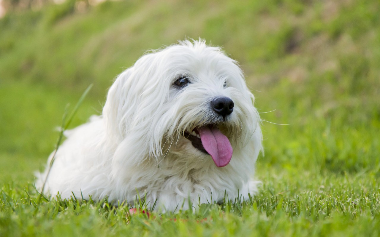 cagnolino bianco