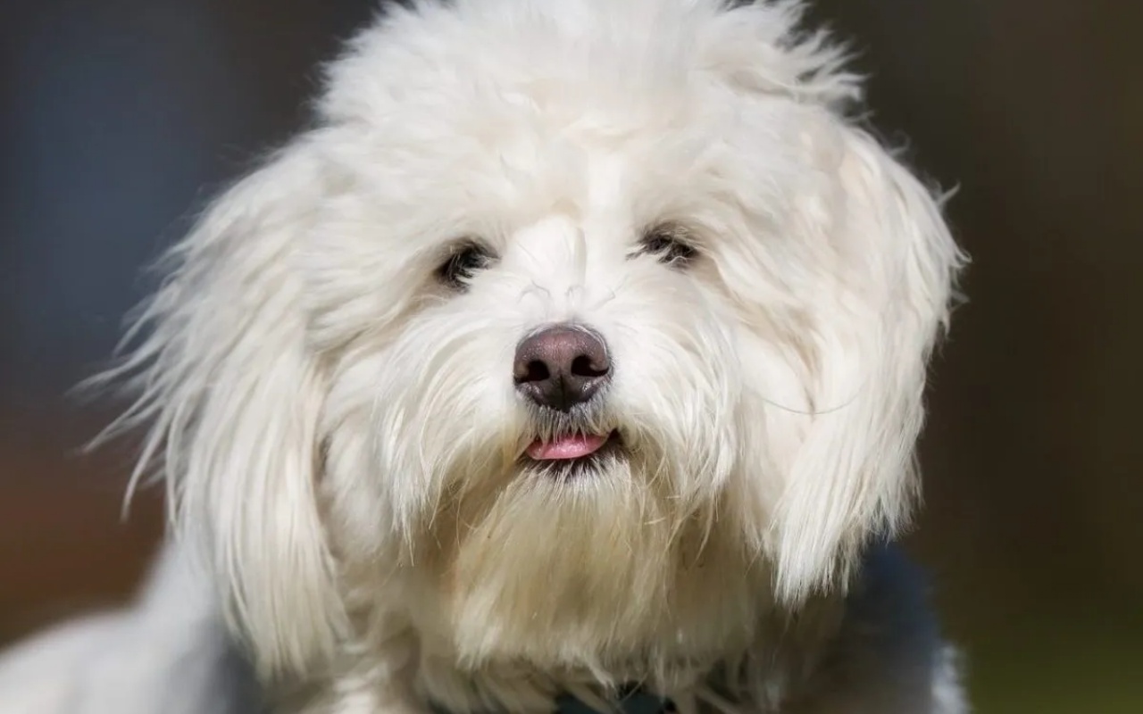 testa di un cagnolino bianco