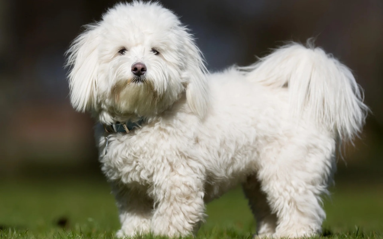 cagnolino bianco piccolo