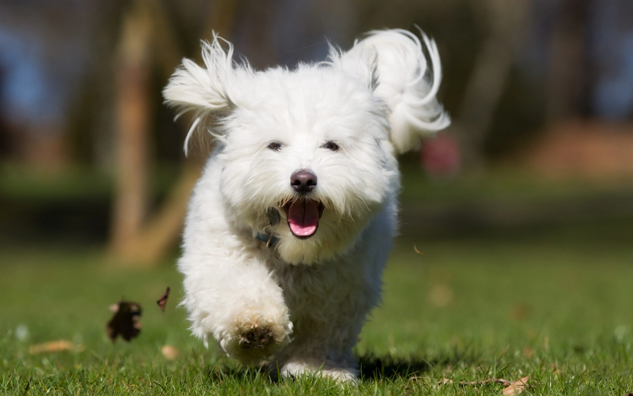 cagnolino che corre