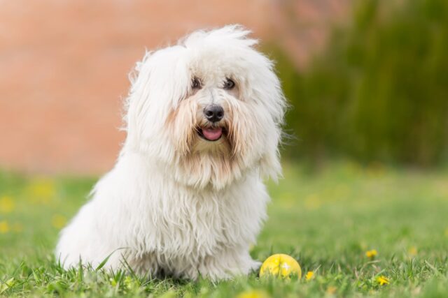 Coton de Tulear, carattere e indole di questo cane adorabile