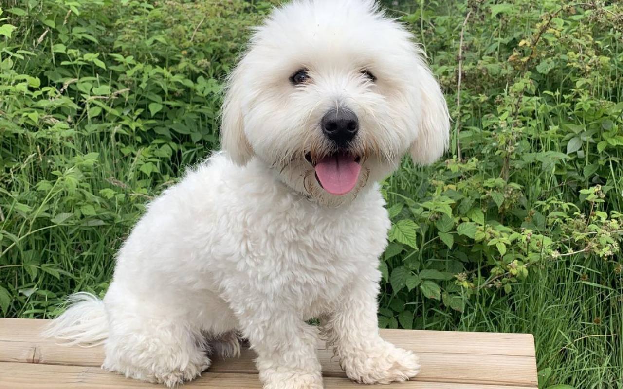 cagnolino esce la lingua