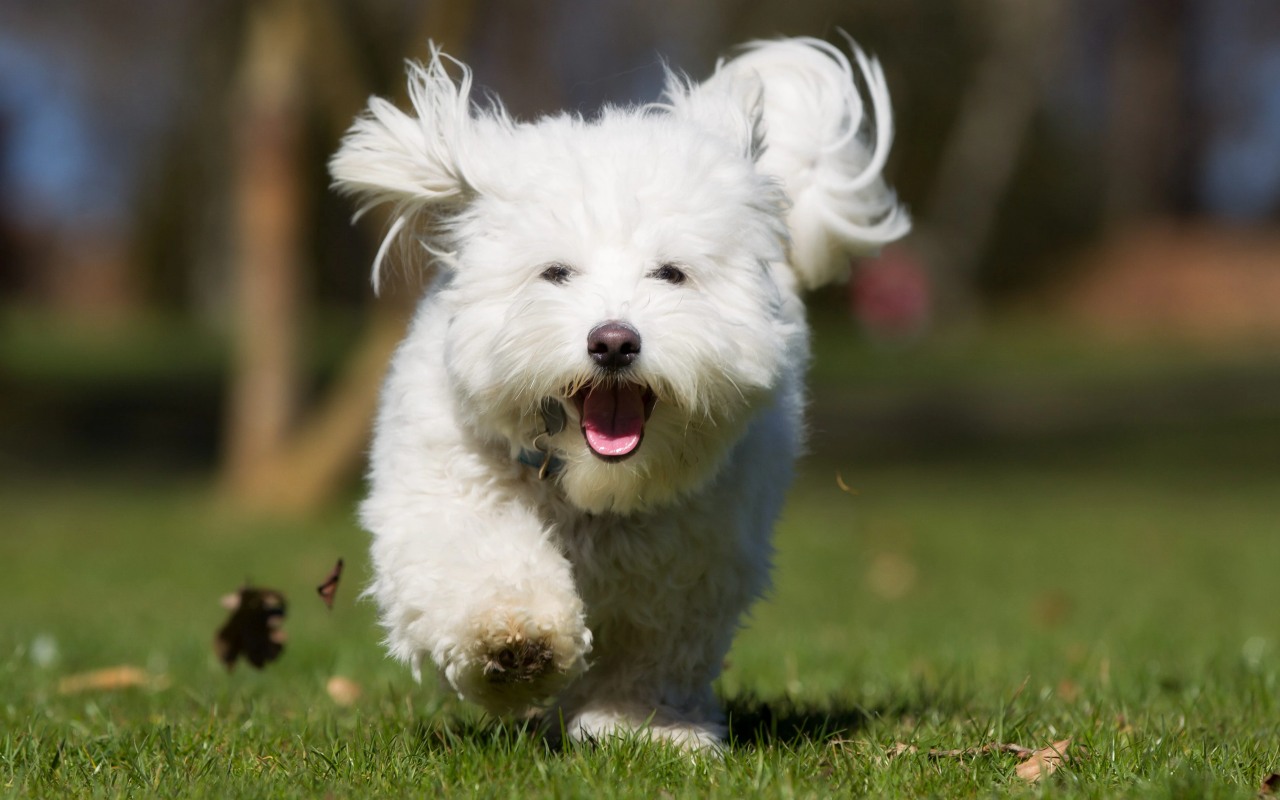 cagnolino che corre all'aria aperta