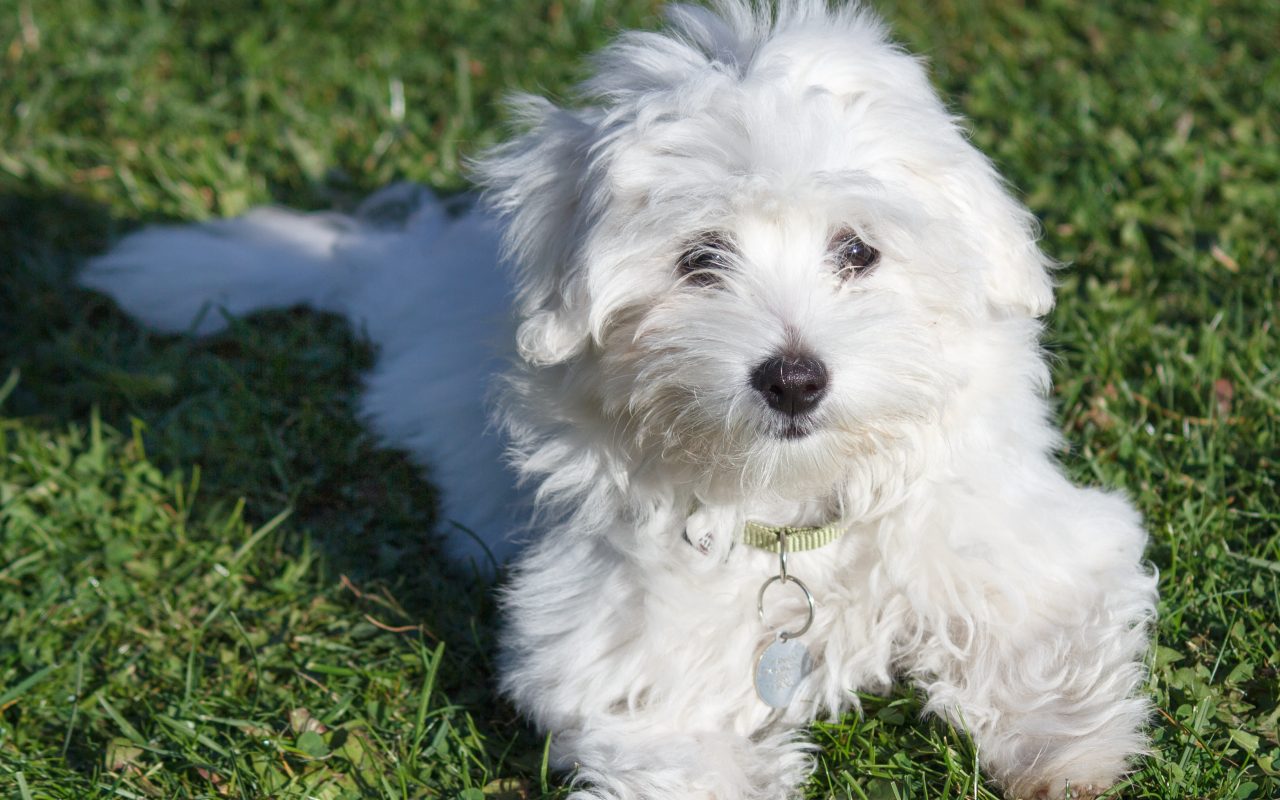 cagnolino disteso sul prato