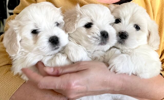 Coton de Tulear, cuccioli e socializzazione: cosa sapere su di loro