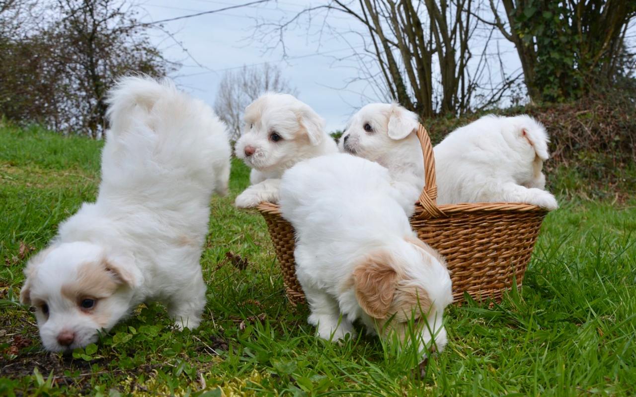 cagnolini pasticcioni