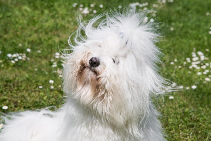 Coton de Tulear, pelo e toelettatura: le accortezze per la sua salute