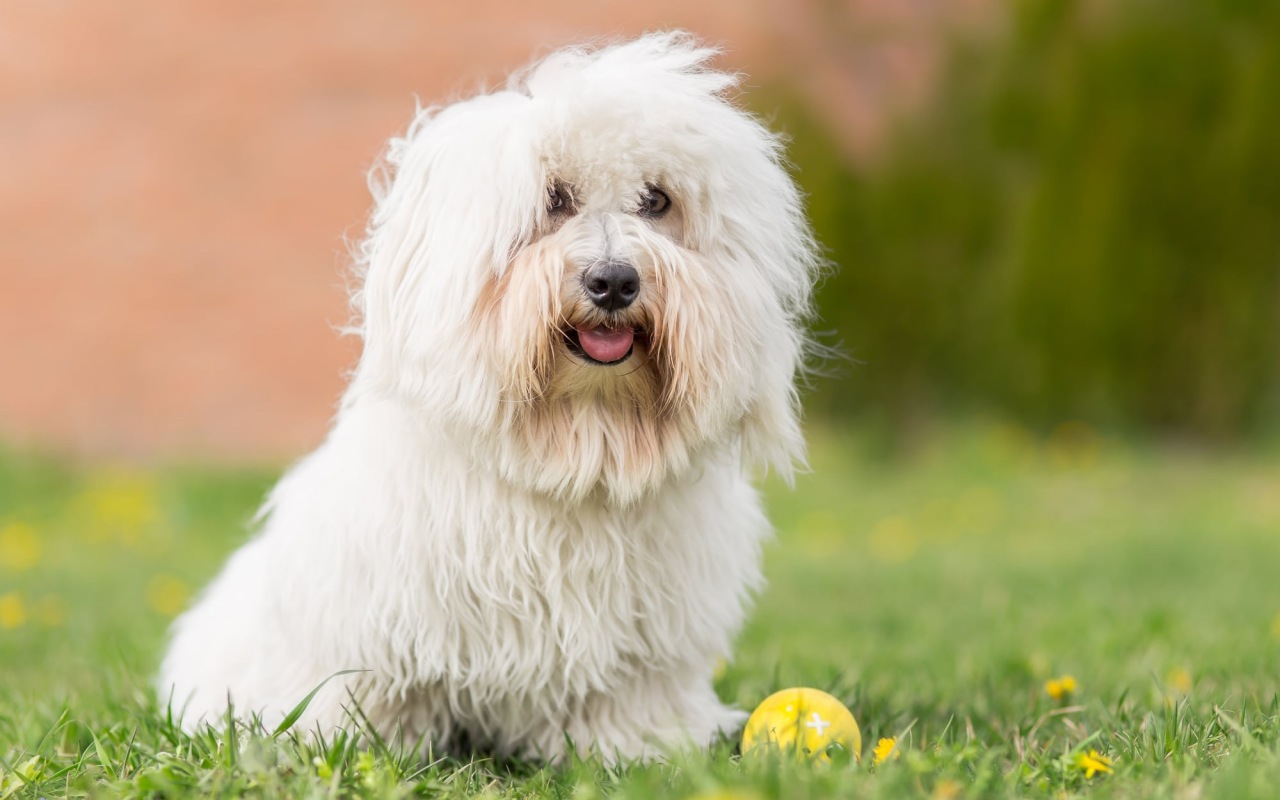 cane sul prato