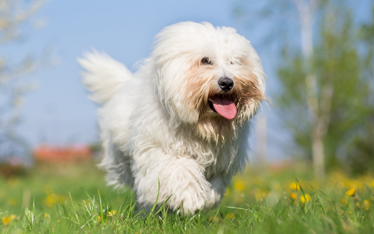 cagnolino sul prato