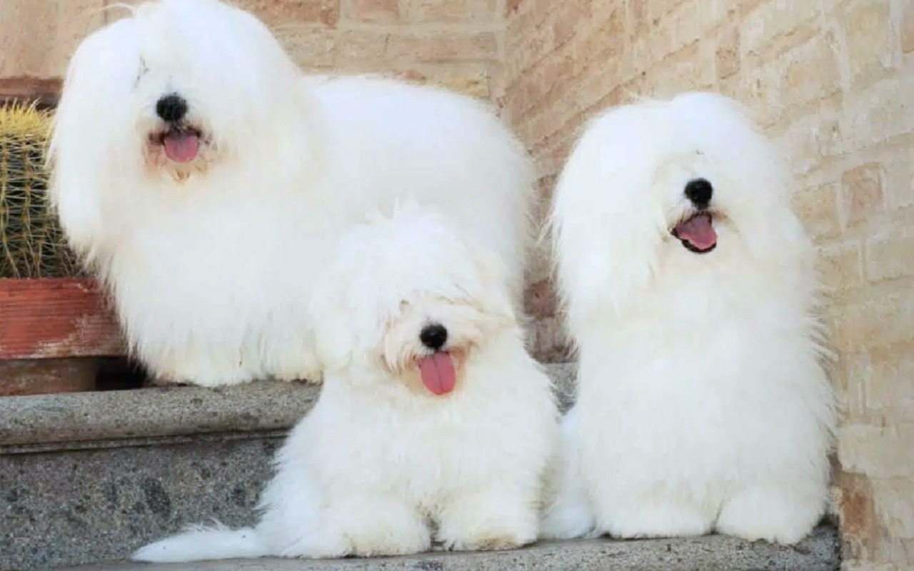 cani con il pelo lungo