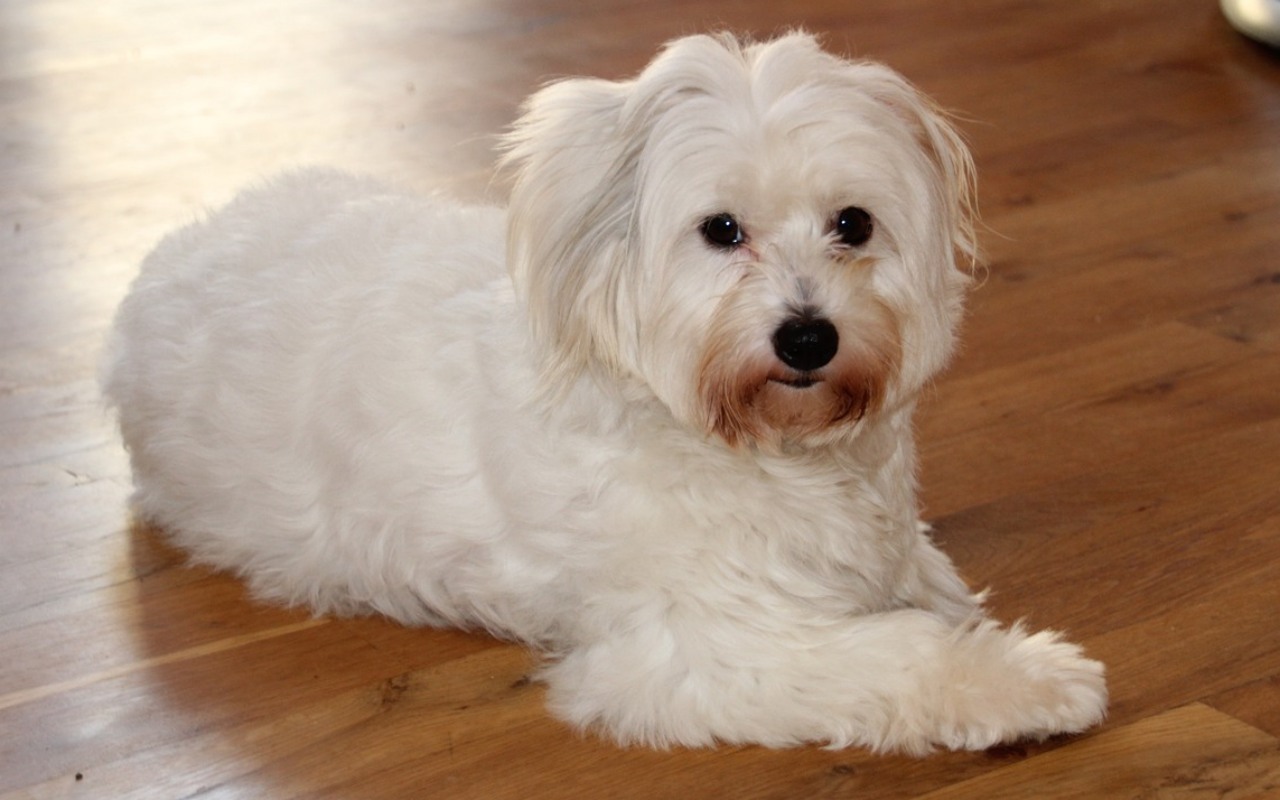 cagnolino disteso per terra